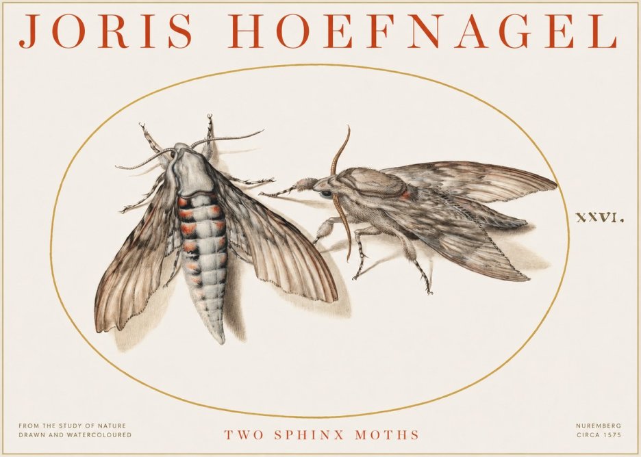 Joris Hoefnagel Two Sphinx Moths No1 - Poster