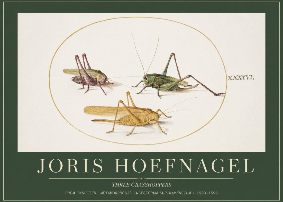 Joris Hoefnagel Grasshoppers Study No5 - Poster
