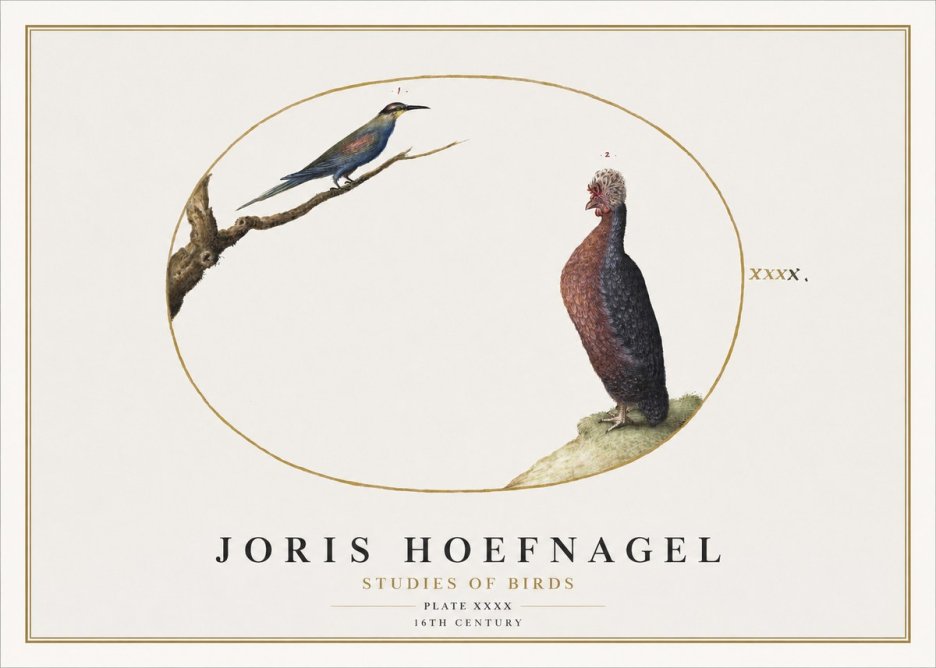 Joris Hoefnagel Studies of Birds I No2 - Poster