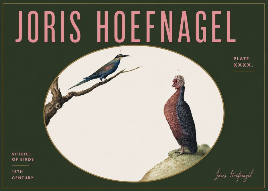 Joris Hoefnagel Studies of Birds I No5 - Poster