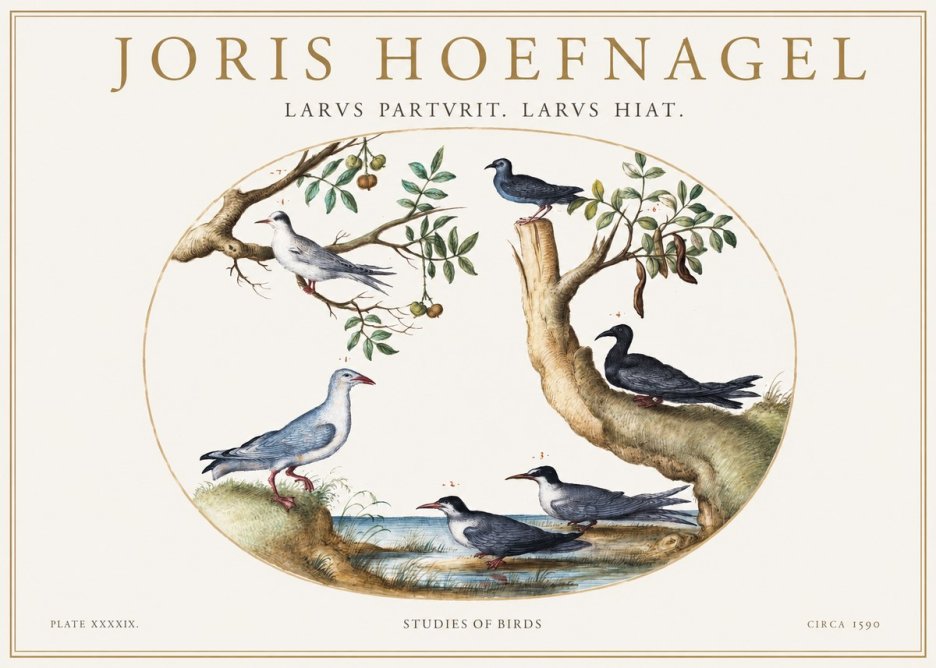 Joris Hoefnagel Studies of Birds II No1 - Poster