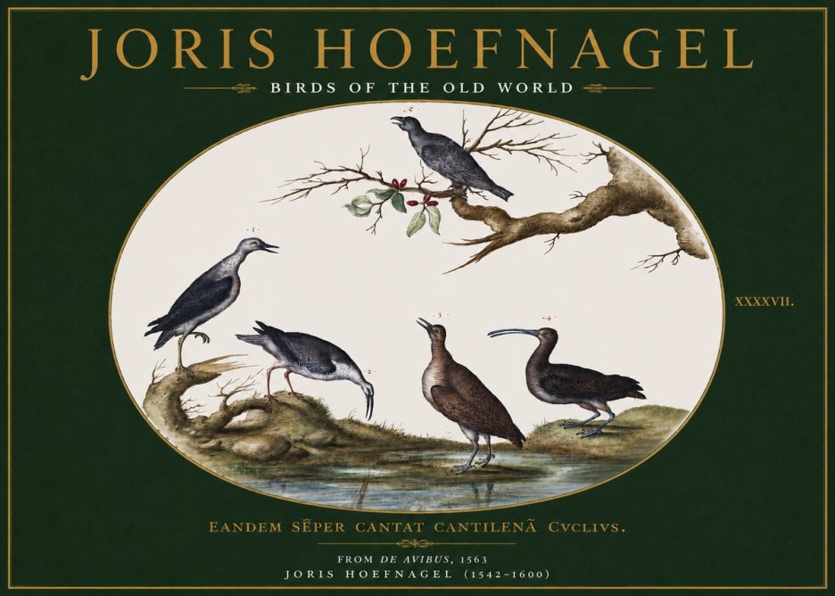 Joris Hoefnagel Birds of the Old World No3 - Poster