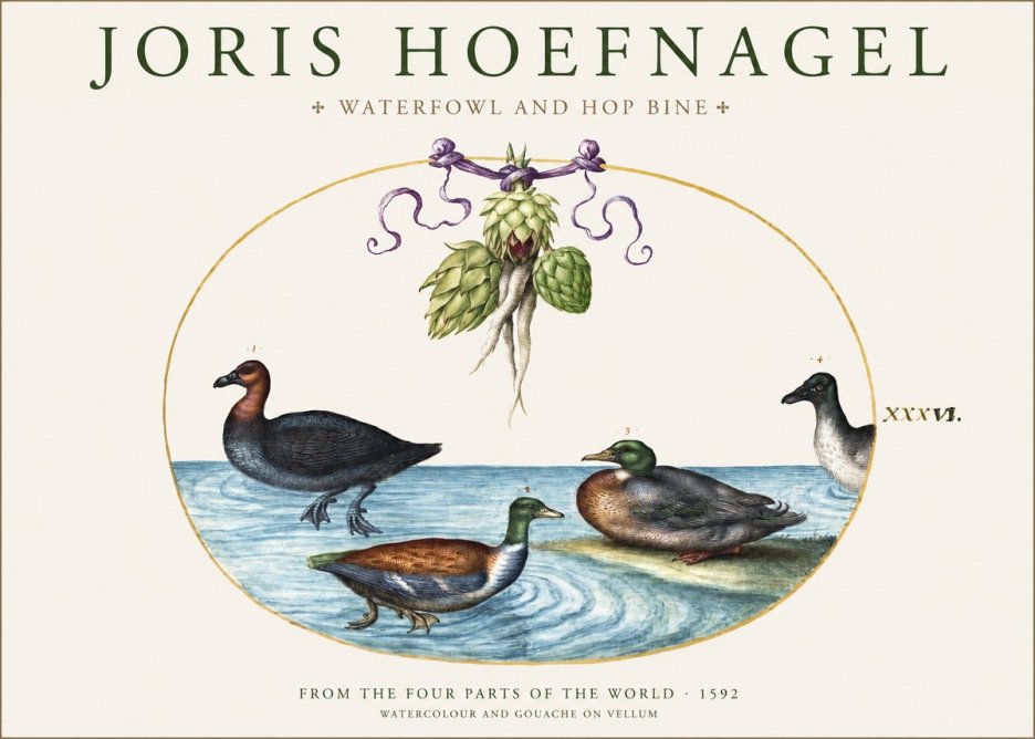 Joris Hoefnagel Waterfowl and Hop Bine No1 - Poster