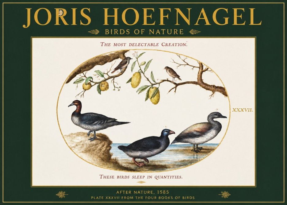 Joris Hoefnagel Plate Xxxvii from the Four Books of Birds No2 - Poster