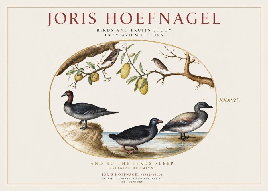 Joris Hoefnagel Plate Xxxvii from the Four Books of Birds No5 - Poster