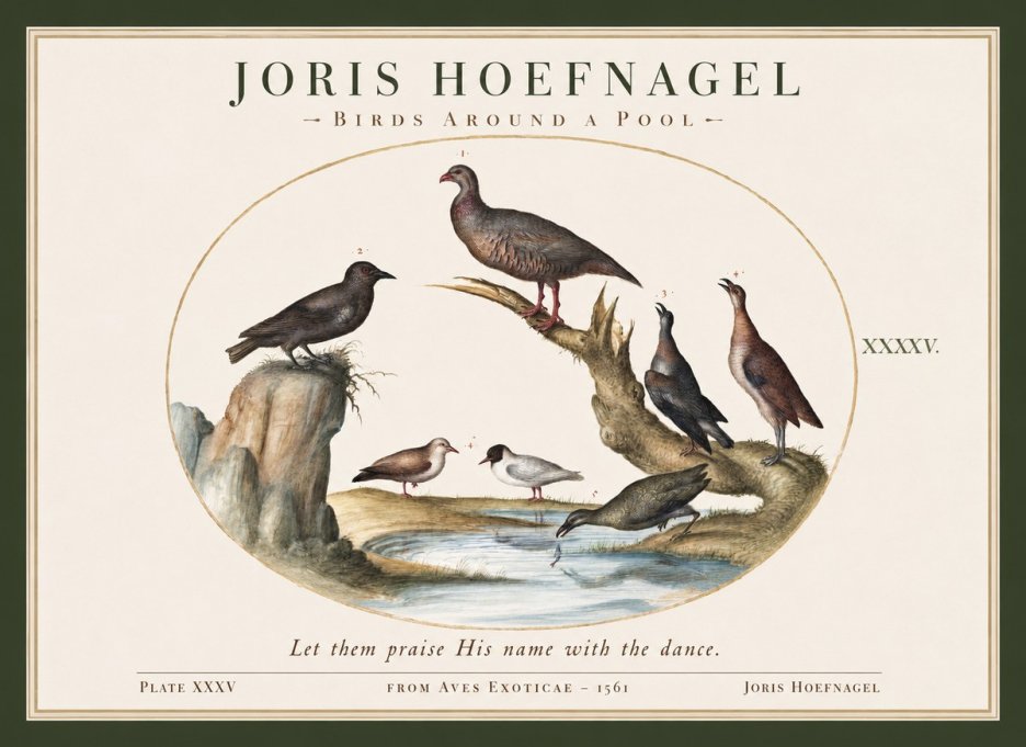Joris Hoefnagel Birds Around a Pool No1 - Poster