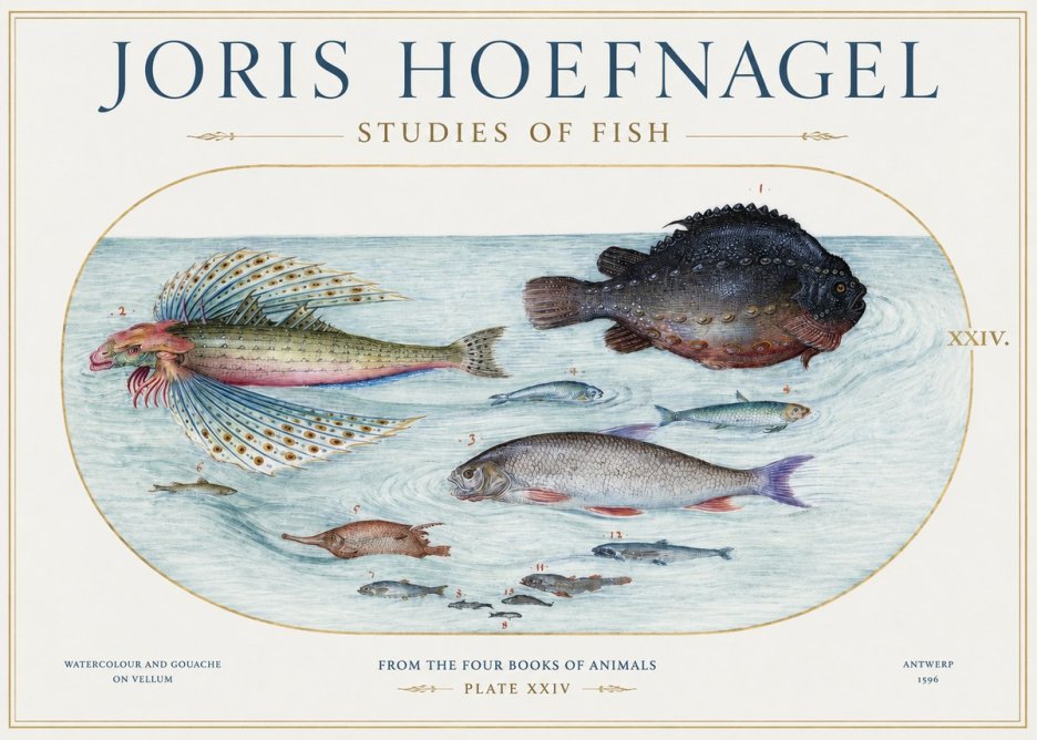 Joris Hoefnagel Studies of Fish II No1 - Poster
