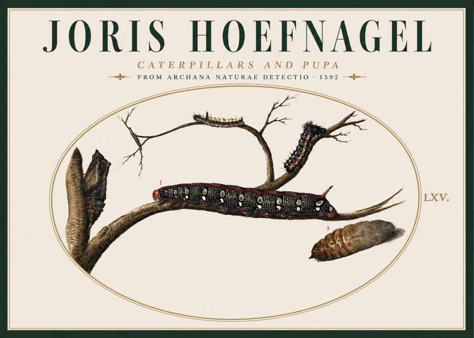 Joris Hoefnagel Caterpillars and Pupa No4 - Poster