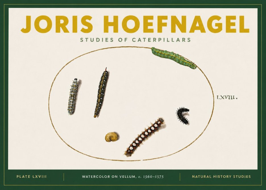 Joris Hoefnagel Studies of Caterpillars No4 - Poster