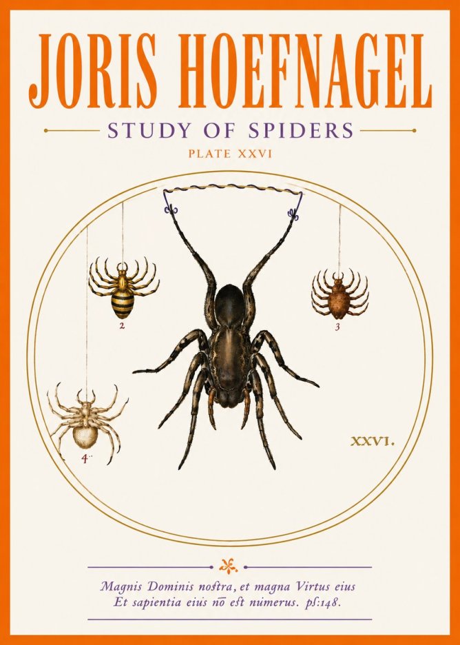 Joris Hoefnagel Study of Spiders No5 - Poster