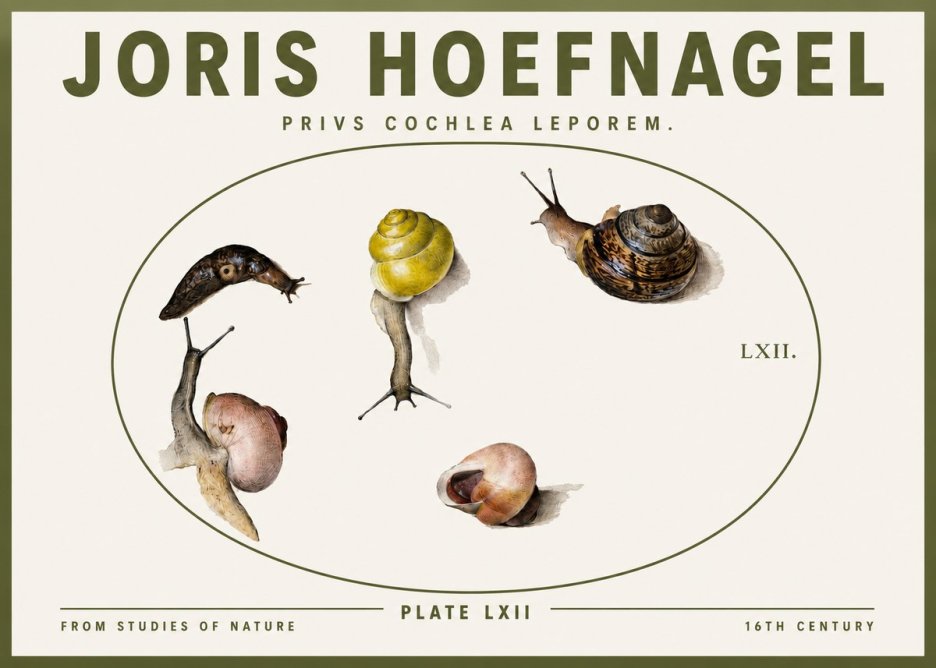 Joris Hoefnagel Privs Cochlea Leporem. No3 - Poster