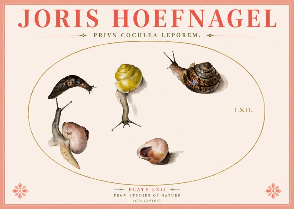 Joris Hoefnagel Privs Cochlea Leporem. No4 - Poster
