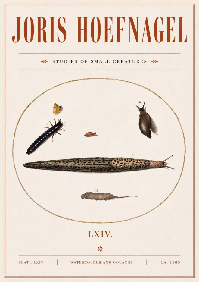 Joris Hoefnagel Plate Lxiv No5 - Poster