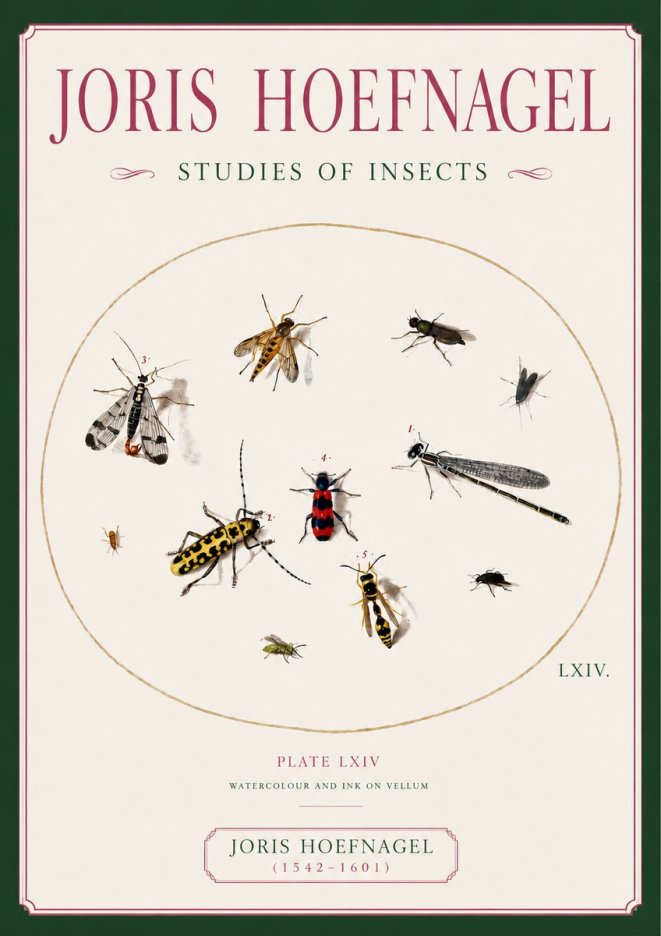 Joris Hoefnagel Studies of Insects - Plate Lxiv No6 - Poster