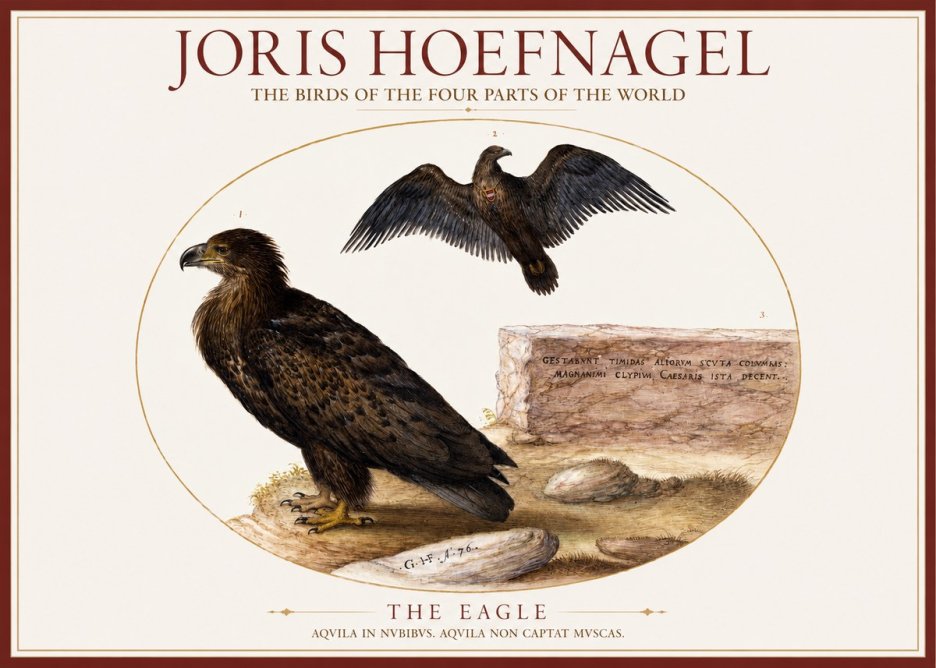 Joris Hoefnagel Eagle That Does Not Catch Muscles No6 - Poster
