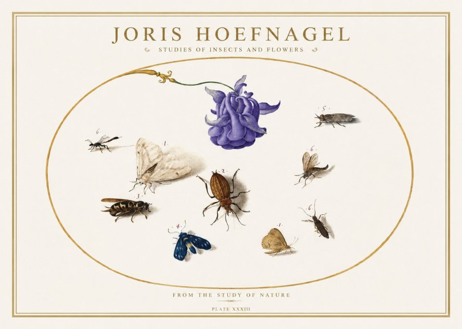 Joris Hoefnagel Studies of Insects and Flowers No5 - Poster