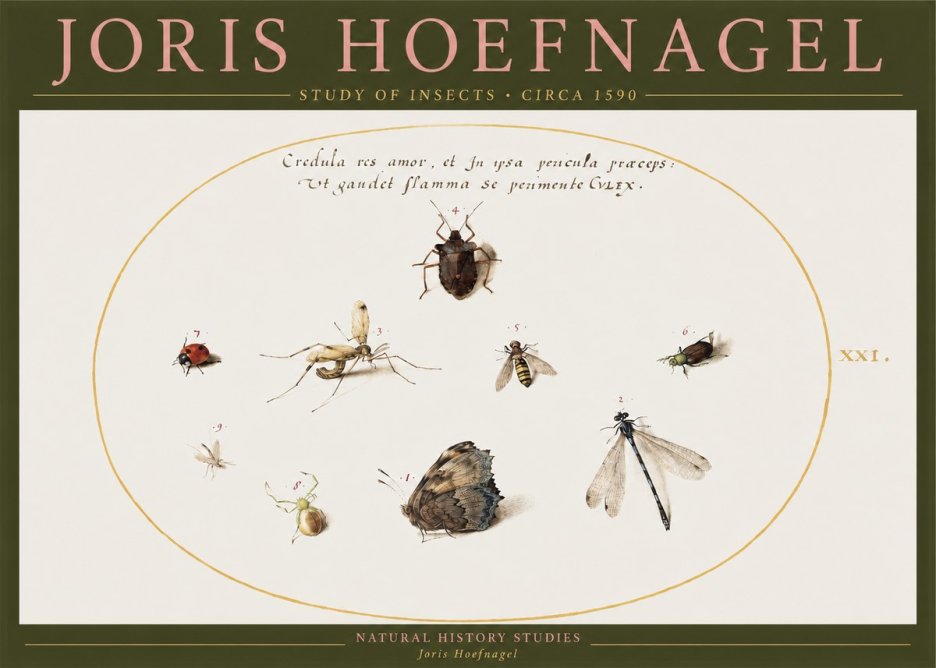 Joris Hoefnagel Study of Insects • Circa 1590 No2 - Poster