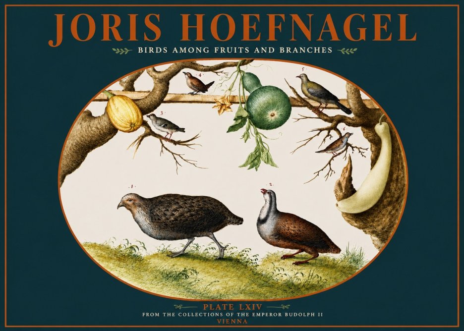 Joris Hoefnagel Birds Among Fruits and Branches No4 - Poster