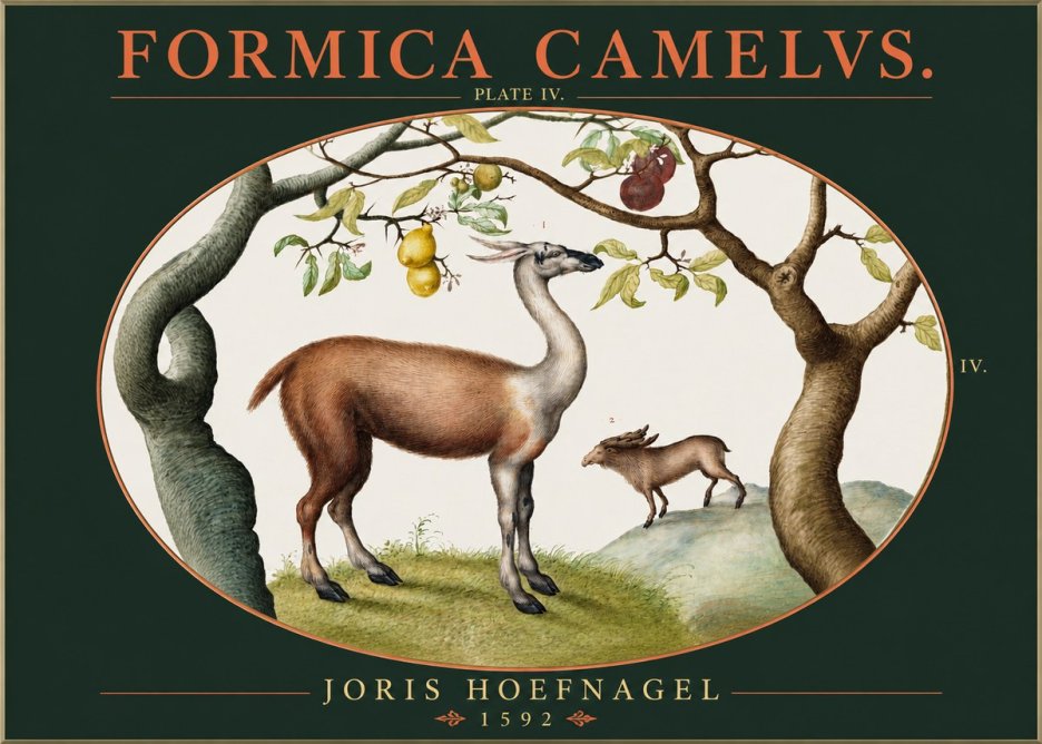 Joris Hoefnagel Formicamelus. No3 - Poster