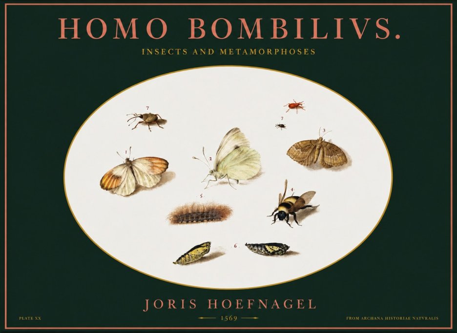 Joris Hoefnagel Homo Bombilivs. Insecta Et Metamorphoses No2 - Poster