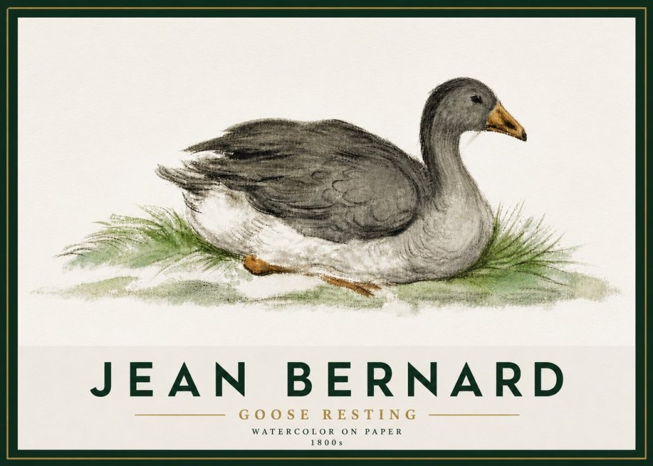 Jean Bernard Goose Resting No5 - Poster