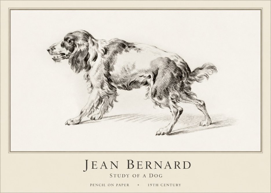 Jean Bernard Study of a Dog V No1 - Poster