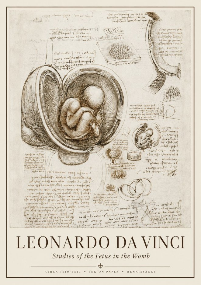 Leonardo da Vinci Studies of the Fetus in the Womb No1 - Poster