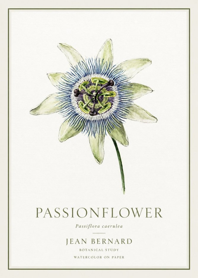 Jean Bernard Passionflower No1 - Poster