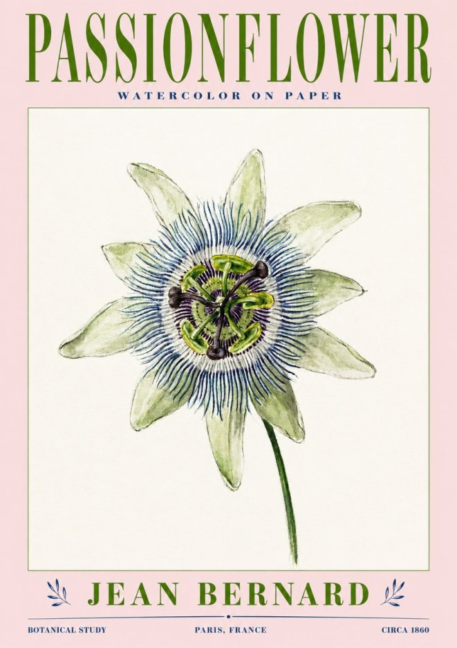 Jean Bernard Passionflower No3 - Poster