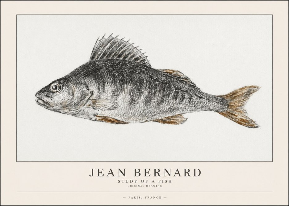 Jean Bernard Study of a Fish IV No1 - Poster