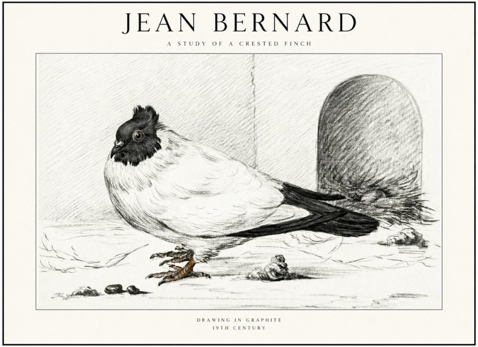 Jean Bernard A Study of a Crested Finch No1 - Poster