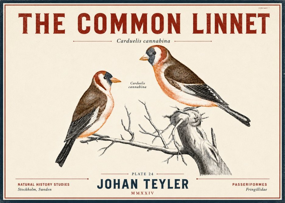 Johan Teyler The Common Linnet No6 - Poster