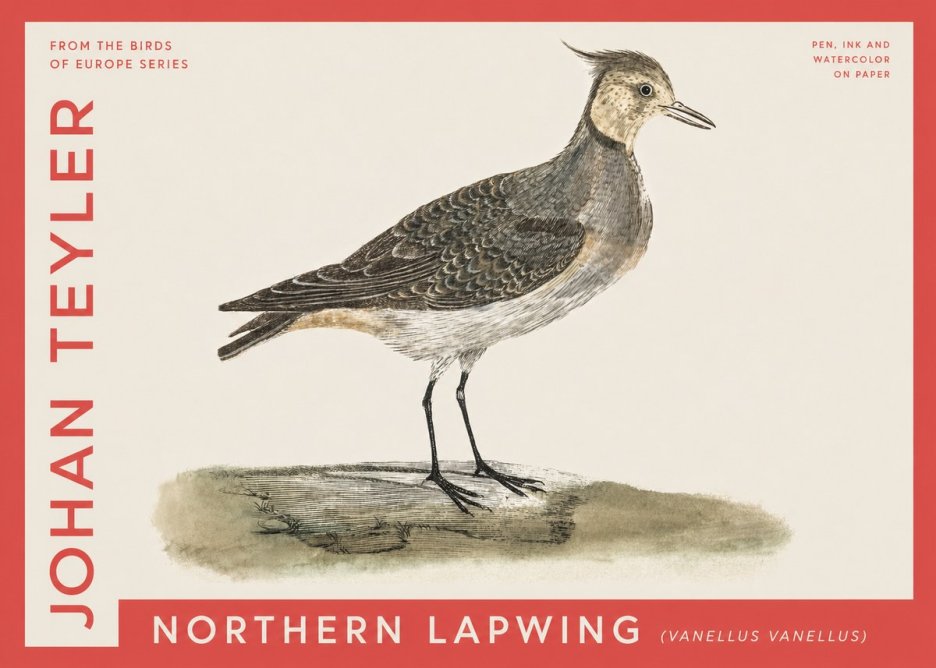 Johan Teyler Northern Lapwing (Vanellus Vanellus) No4 - Poster