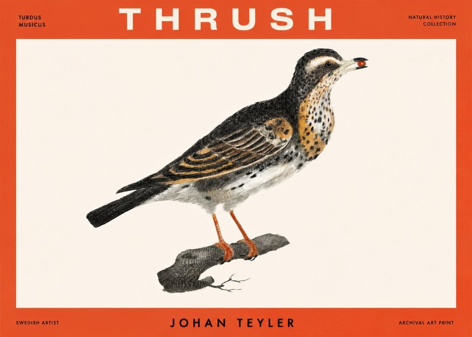 Johan Teyler Thrush No2 - Poster