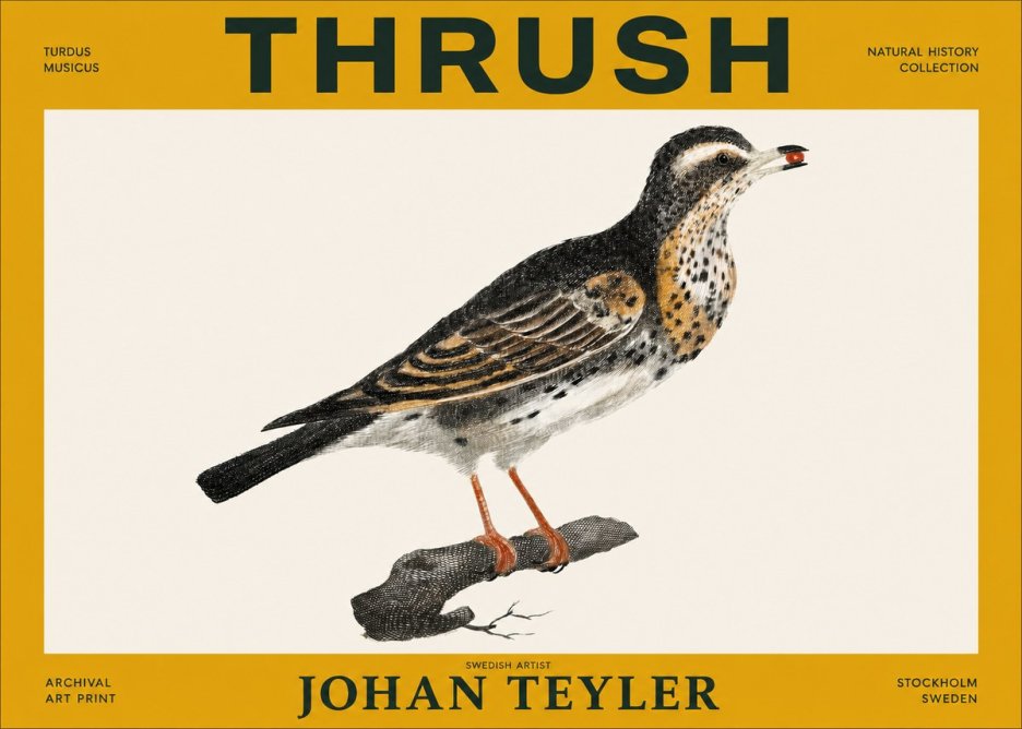 Johan Teyler Thrush No3 - Poster