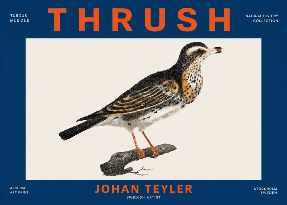 Johan Teyler Thrush No4 - Poster