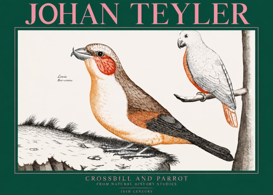 Johan Teyler Crossbill and Parrot No3 - Poster