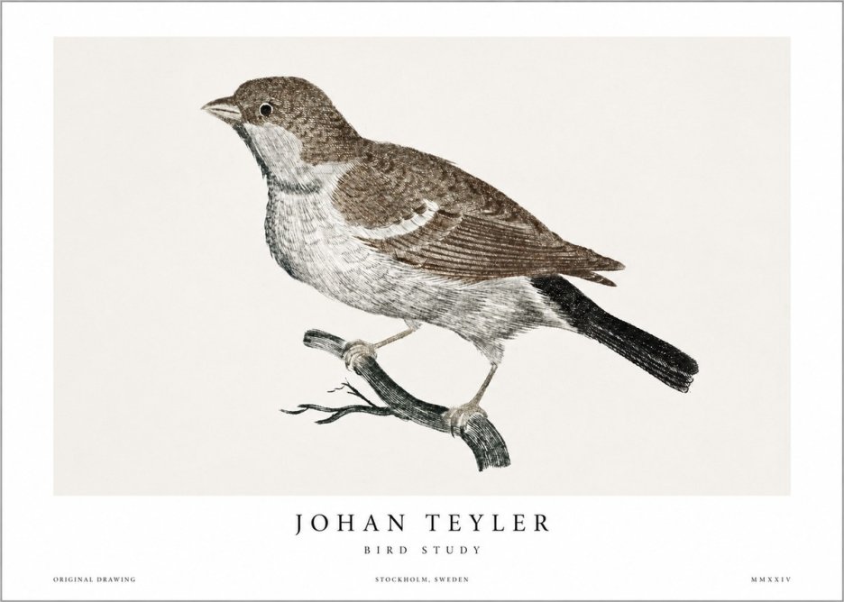 Johan Teyler Bird Study II No1 - Poster