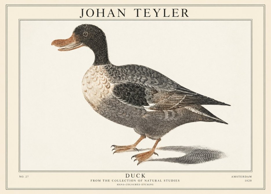 Johan Teyler Duck I No1 - Poster