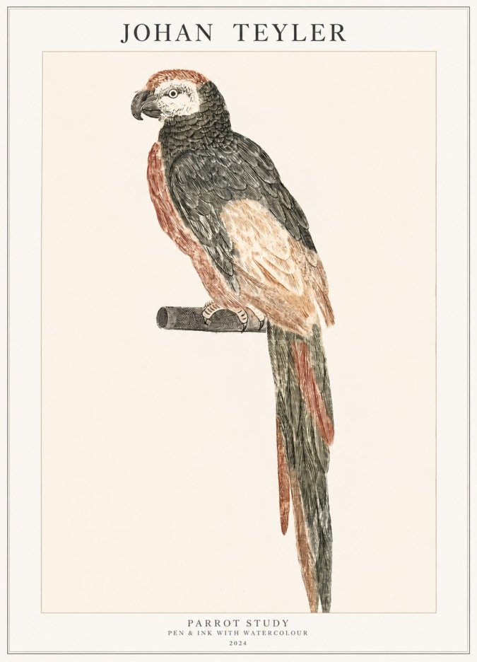 Johan Teyler Parrot Study II No1 - Poster