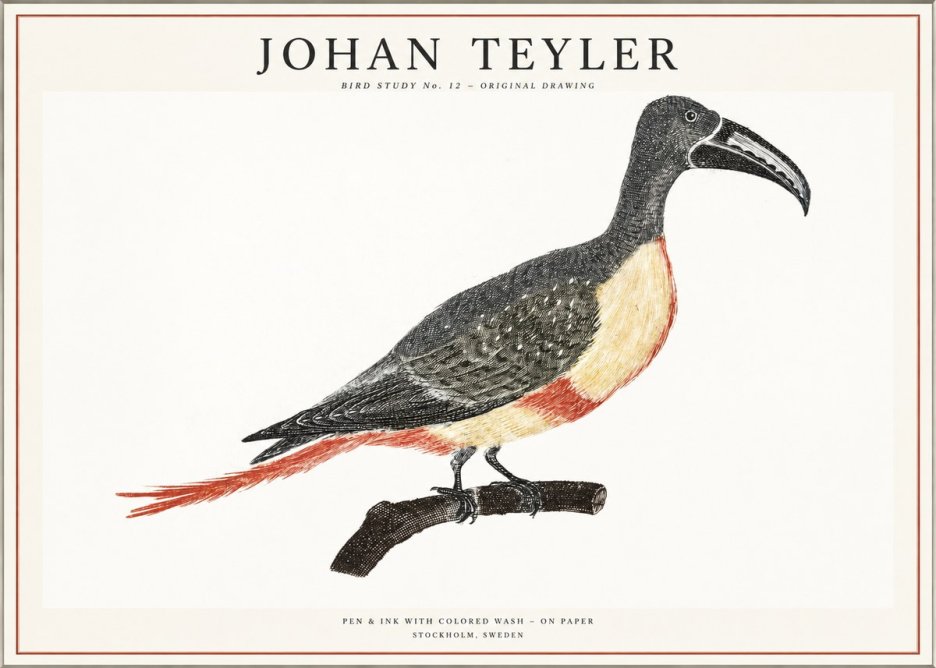 Johan Teyler Bird Study No. 12 - Original Drawing No1 - Poster