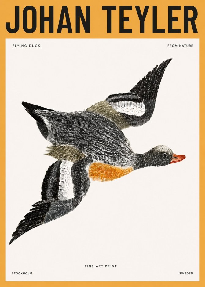 Johan Teyler Flying Duck No3 - Poster