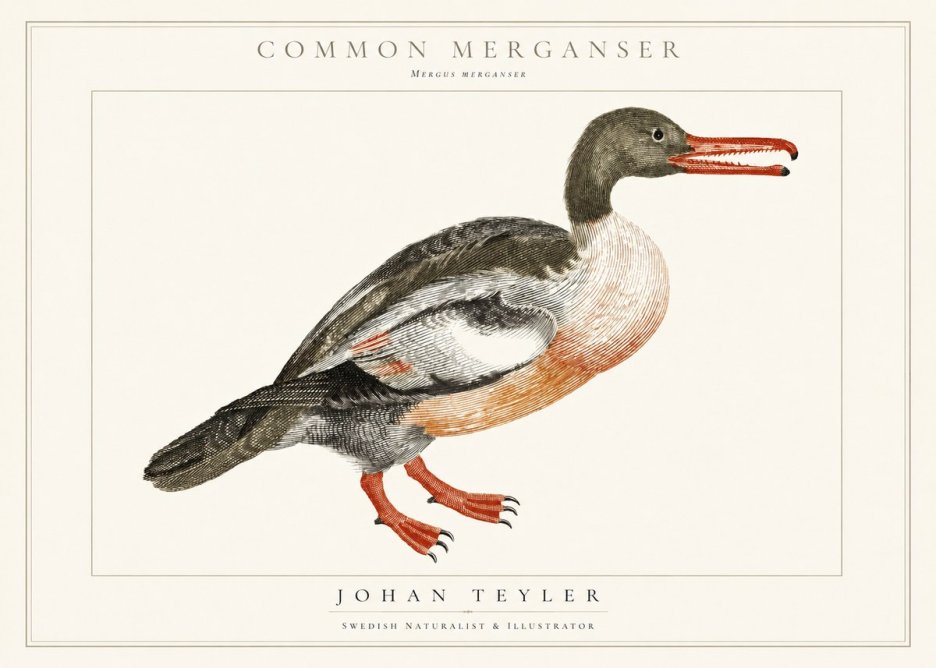 Johan Teyler Common Merganser No1 - Poster