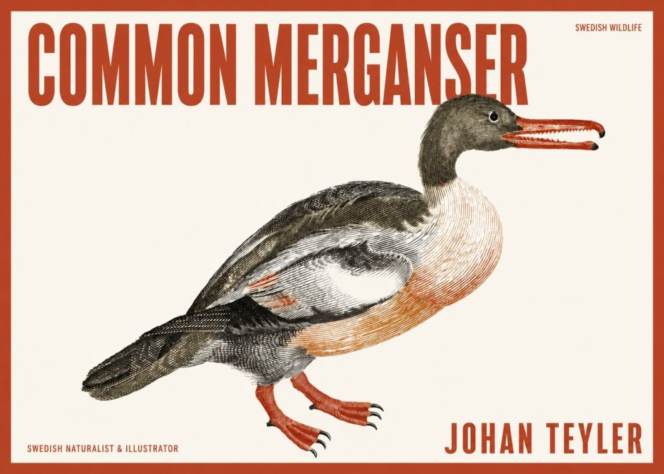 Johan Teyler Common Merganser No2 - Poster