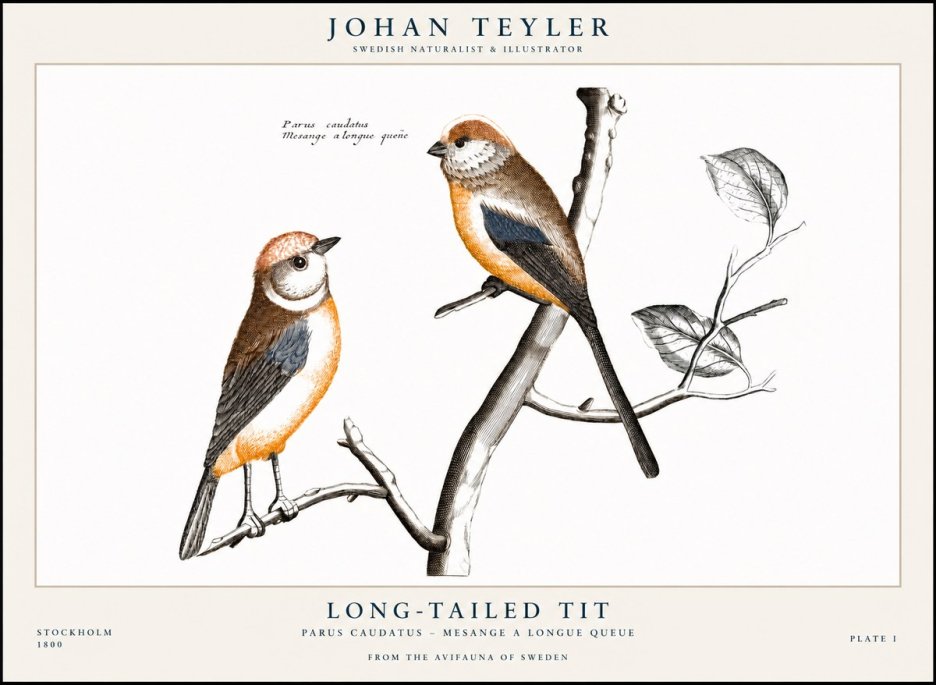 Johan Teyler Long-tailed Tit No1 - Poster