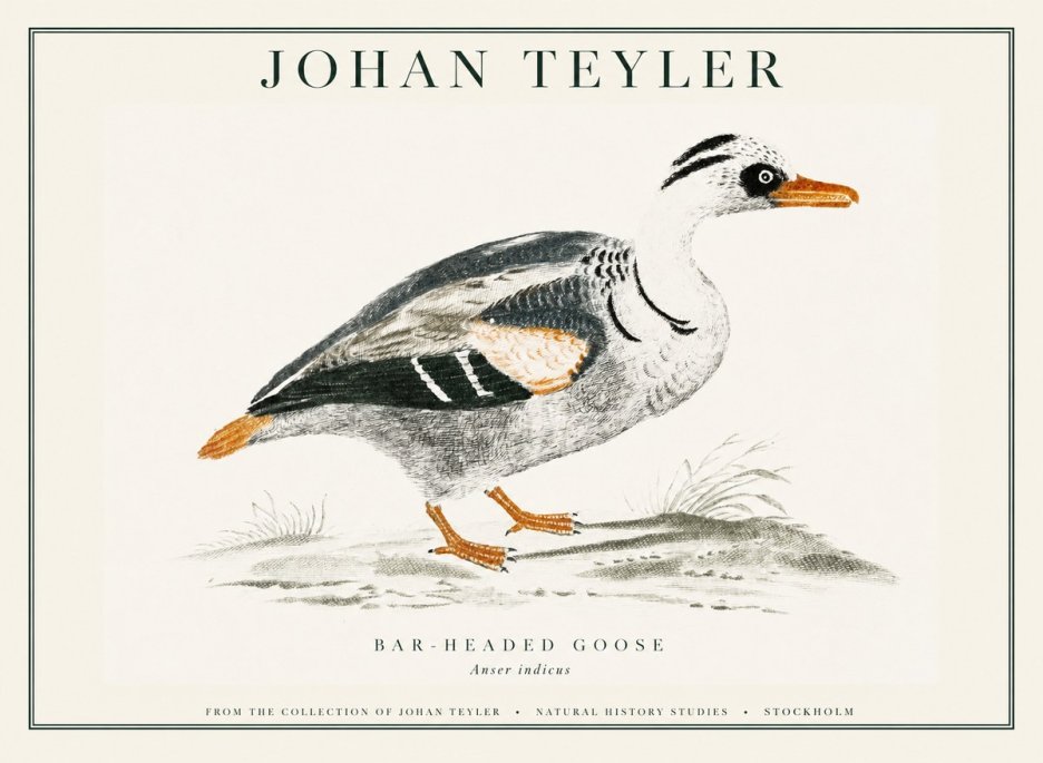 Johan Teyler Bar-headed Goose No1 - Poster
