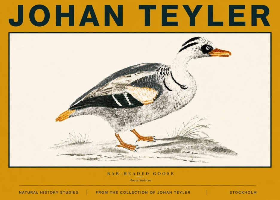 Johan Teyler Bar-headed Goose No6 - Poster