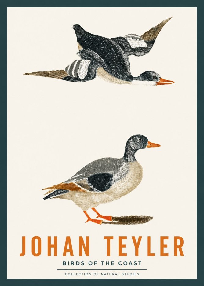 Johan Teyler Birds of the Coast No2 - Poster