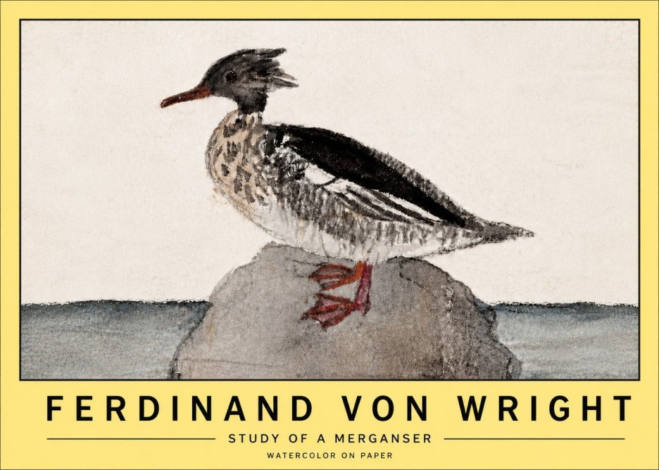 Ferdinand von Wright Study of a Merganser No5 - Poster