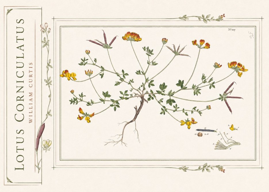 William Curtis Lotus Corniculatus I No2 - Poster
